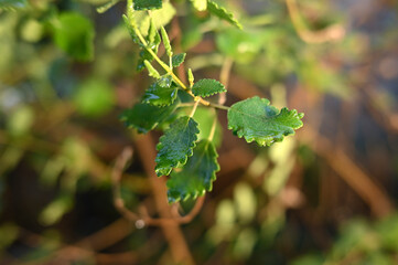 Myrrh is a medicinal plant of the species Commiphora myrrha, also known as Arabic myrrh. image