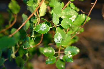 Myrrh is a medicinal plant of the species Commiphora myrrha, also known as Arabic myrrh. image