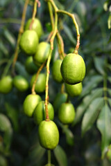 Myrrh is a medicinal plant of the species Commiphora myrrha, also known as Arabic myrrh. image