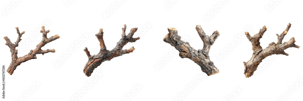 Poster Tree Branches Set. Natural Elements For Design And Craft Projects Collection Isolated On Transparent Background