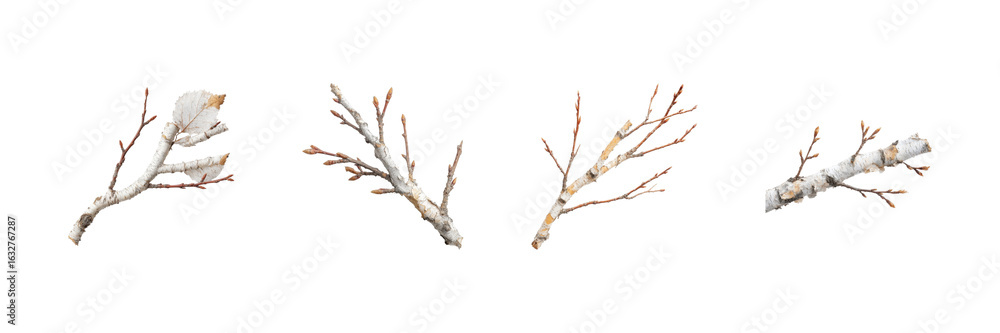 Poster birch tree branches set. natural elements and botanical study collection isolated on transparent bac
