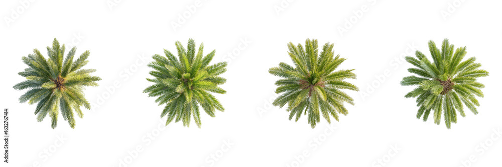 Poster palm tree top view set. tropical nature and landscape design collection isolated on transparent back