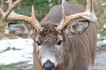 Fototapeta premium Close-Up of White-Tailed Deer Buck with Antlers, Odocoileus virginianus, Wildlife Photography