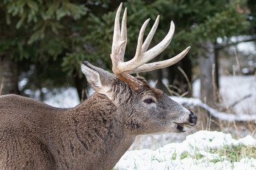 White-Tailed Deer Buck in Snowy Forest, Odocoileus virginianus, Wildlife Photography

