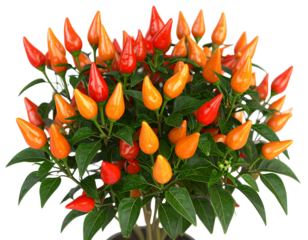 Fresh Scotch Bonnet Peppers Group – Realistic 3D Render on Transparent Background