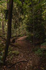 Winding path in a dense forest disappearing behind the trees.