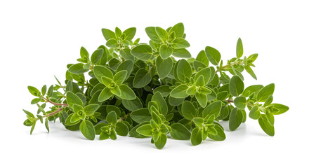 Obraz premium Fresh herbs on white background