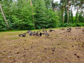 Geese’s near lake in a park. Geese grazing on grass.  Geese formation. Geese family on pond's beach.