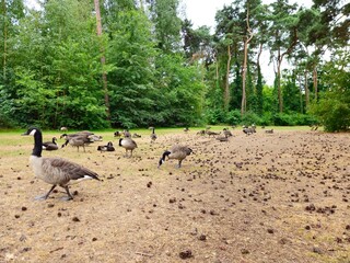 Geese’s near lake in a park. Geese grazing on grass.  Geese formation. Geese family on pond's beach.