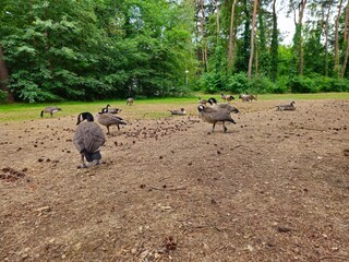 Geese’s near lake in a park. Geese grazing on grass.  Geese formation. Geese family on pond's beach.