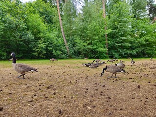 Geese’s near lake in a park. Geese grazing on grass.  Geese formation. Geese family on pond's beach.