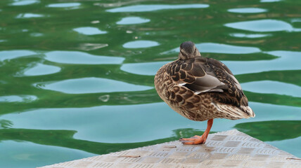 A duck resting on one leg by the lake, with its beak tucked under its wing.