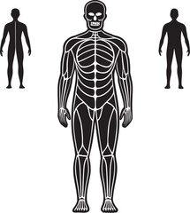 Human Anatomy with Nervous System Illustration