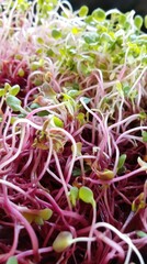 Exploring the vibrant world of reddish sprouts in high-quality detail and scale