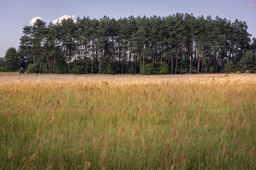 Field sorrel on a meadow in Mazowsze region of Poland