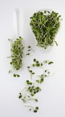 Fresh sunflower sprouts elegantly arranged in unique containers showcase healthy eating and vibrant flavors
