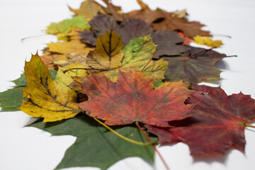Colorful Autumn Leaves Layered on White Background