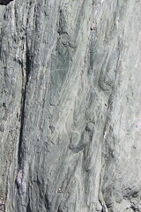 tree bark texture