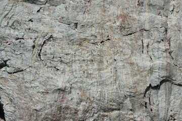tree bark texture