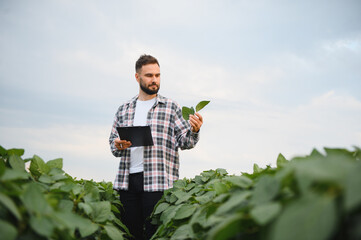Agronomist examining soybean plant growth in cultivated field