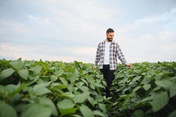 Agronomist walking and touching soy crop in cultivated field