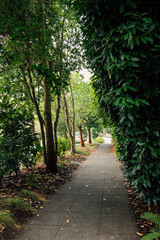 footpath, sidewalk in neighborhood in Seattle, Washington