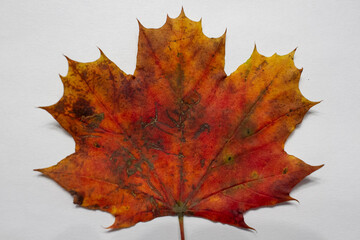 Close-Up of a Single Autumn Maple Leaf on White Background