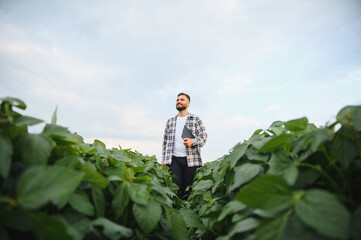 Fototapeta premium Agronomist walking and examining crops in soybean field