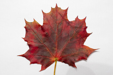 Red Autumn Maple Leaf Isolated on White Background