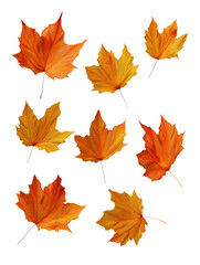Obraz premium Maple leaf collection transparent background