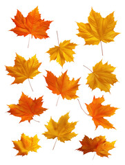 Obraz premium Maple leaf collection transparent background