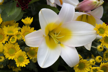 Fototapeta premium Taean Tulip Festival Photo Tour