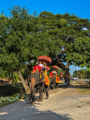 Naklejka premium Bangkok, Thailand - November 11, 2024: Animal cruelty and exploitation of exotic elephants, transport and tourism. Mistreatment and animal neglect to carry tourists. Wildlife danger.