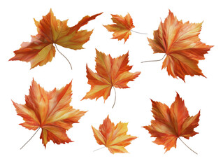 Maple leaf collection transparent background