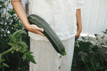 Female harvesting zucchini from raised garden bed. Hands gathering squash close up in urban organic...