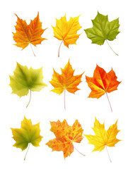 Obraz premium Maple leaf collection transparent background