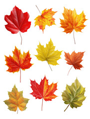 Fototapeta premium Maple leaf collection transparent background