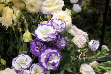 Taean Tulip Festival Photo Tour