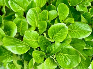 green Bergenia leaves