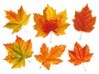 Obraz premium Maple leaf collection transparent background