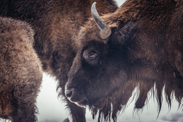 European bisons in Bialowieza Forests, Podlasie region of Poland