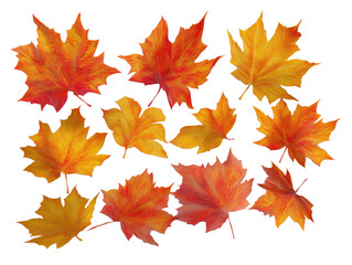 Fototapeta premium Maple leaf collection transparent background