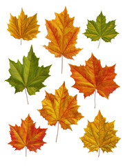 Obraz premium Maple leaf collection transparent background