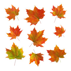 Obraz premium Maple leaf collection transparent background