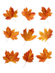 Fototapeta premium Maple leaf collection transparent background