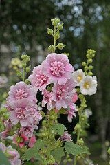 Pink Hollyhock (Alcea rosea annua). Double flower heads close-up.