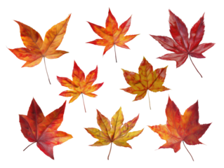 Maple leaf collection transparent background