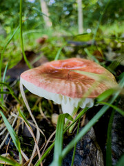fly agaric mushroom