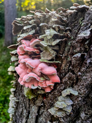 moss on tree