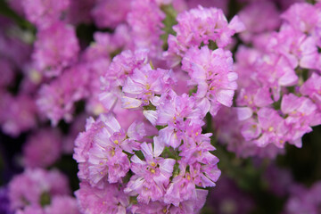 Taean Tulip Festival Photo Tour